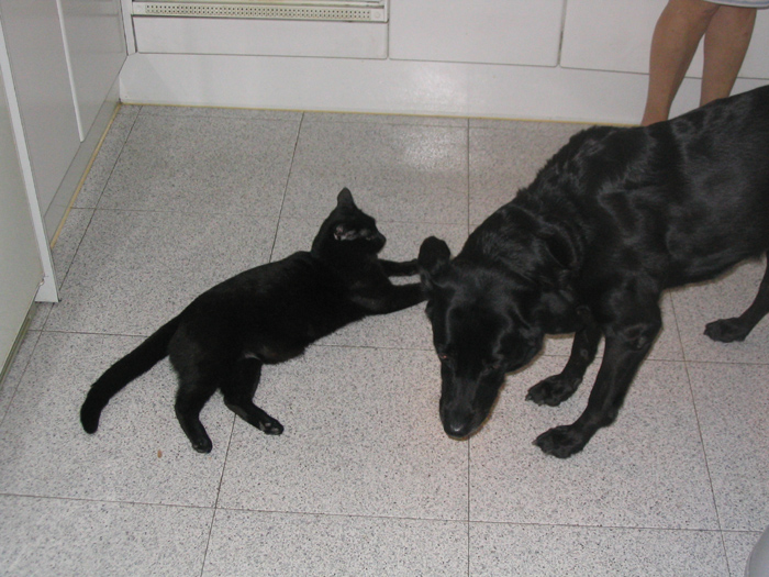 Imagen 002