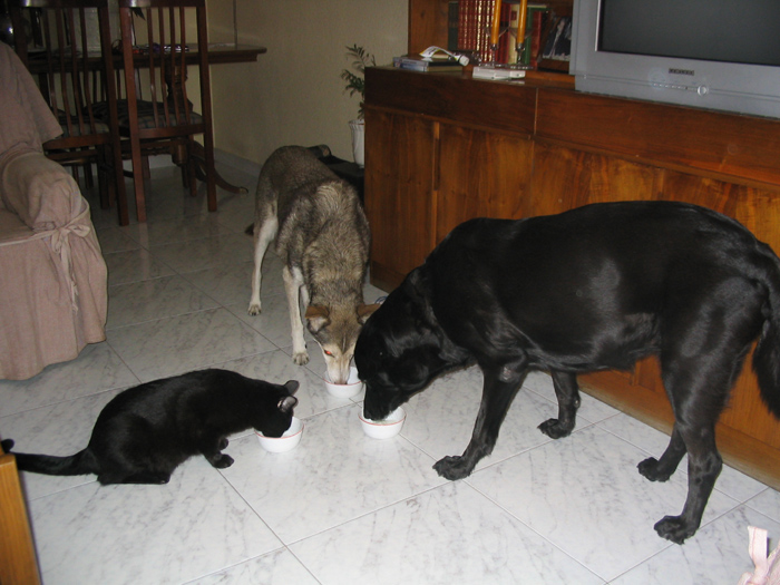 Imagen 006
