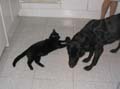 Imagen 002