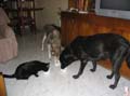 Imagen 006