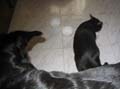 Imagen 010